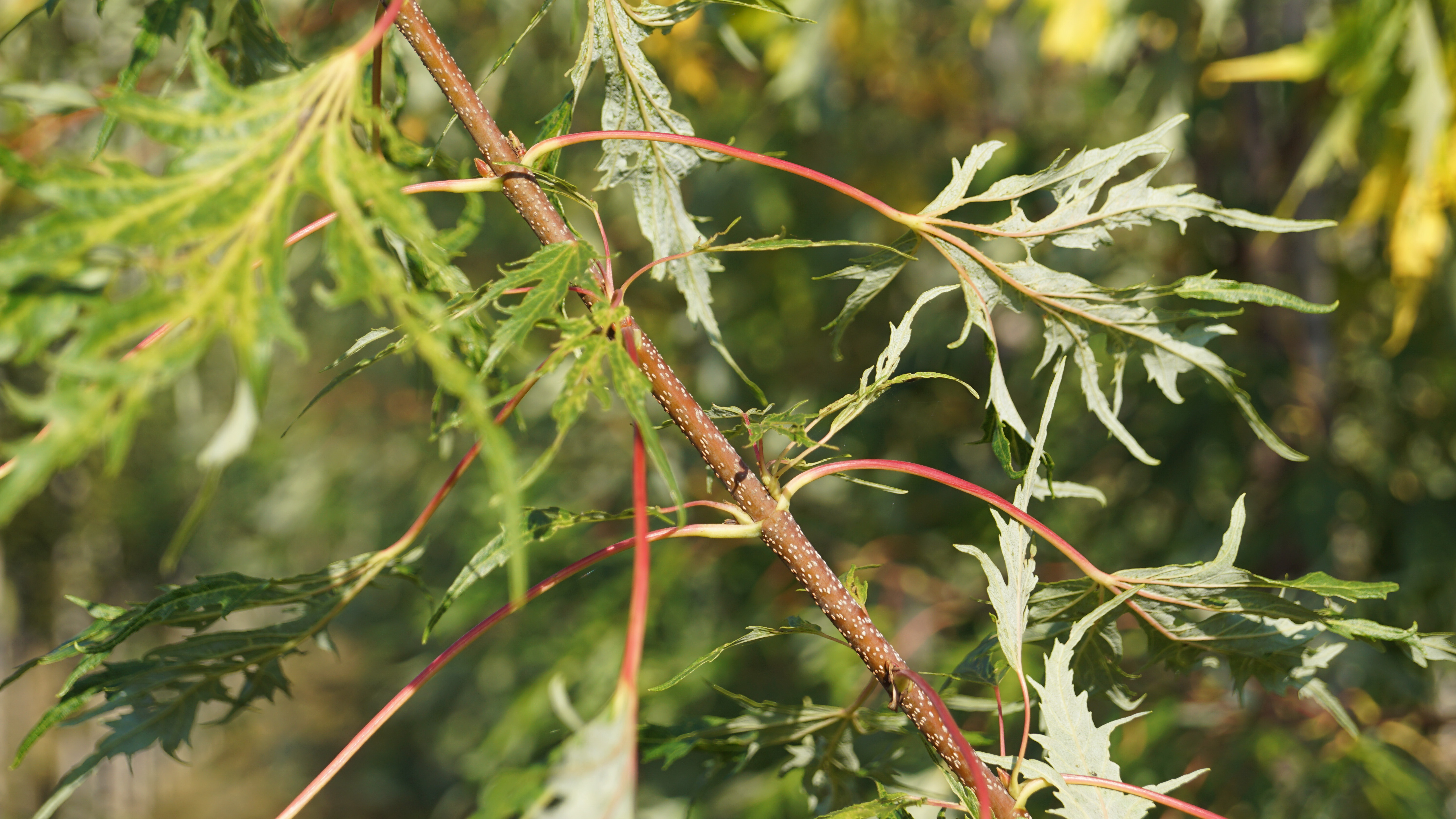Acer saccharinum 'Laciniatum Wieri' (2)